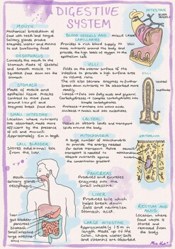 Preview of Digestive System Information Sheet