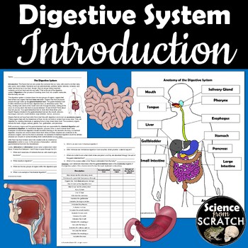 Preview of Digestive System Introduction & Coloring Activity