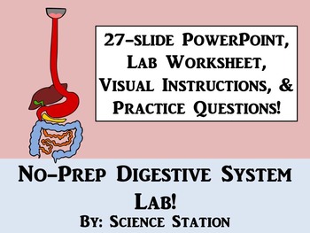 Preview of Digestive System Lab