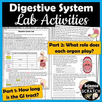 Preview of Digestive System Lab Activities - Model and Simulate the GI Tract
