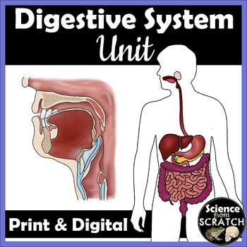 Digestive System Lab and Activity Bundle | TpT