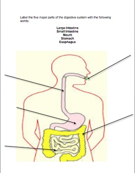 Preview of Digestive System Labeling