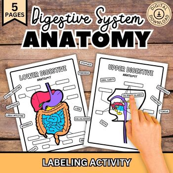 Preview of Digestive System Labeling Activity, Human Body Anatomy Diagram, Biology, Science