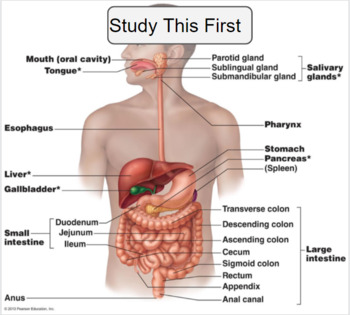 real digestive system without labels