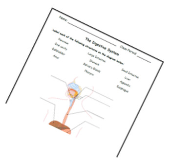 Preview of Digestive System Labeling Worksheet