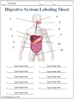 human digestive system diagram worksheet