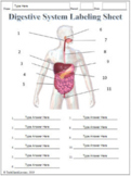 Digestive System Labeling Worksheet - Science | Anatomy