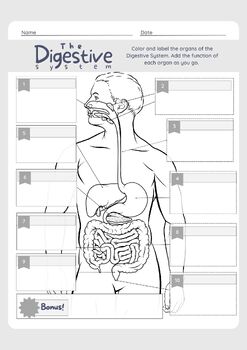 Digestive System Labelling Sheet by May Fathallah | TPT