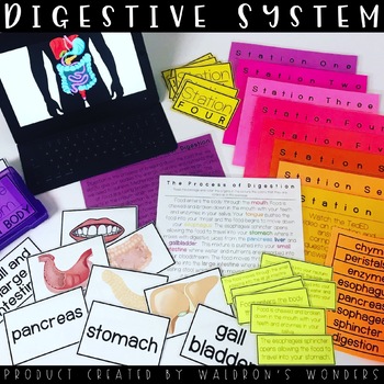 Preview of Digestive System MINI Unit