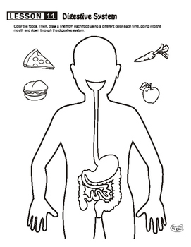 Digestive System Maze by Our Time to Learn | TPT