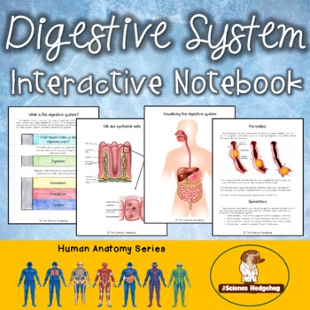 Preview of Digestive System Notes