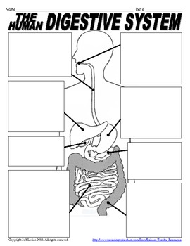 Digestive System Notes Pages by Science Teacher Resources | TpT