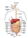 Digestive System & Nutrition - Bundled Unit in Word