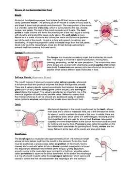 Digestive System Organs Structure and Function Anatomy Worksheet