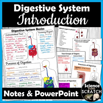 Preview of Digestive System Introduction Doodle Notes and PowerPoint