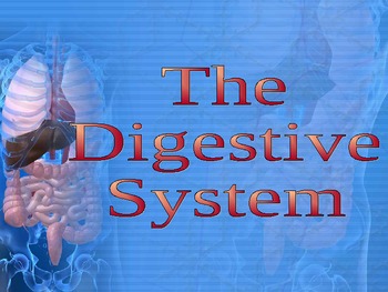 Preview of Digestive System PPT