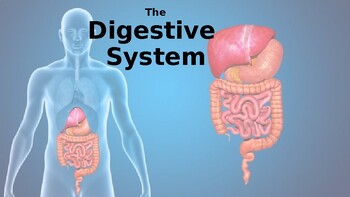 Digestive System PowerPoint by MrsSchade | TPT