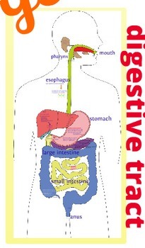 Digestive System Prezi by BioGeo Science | Teachers Pay Teachers