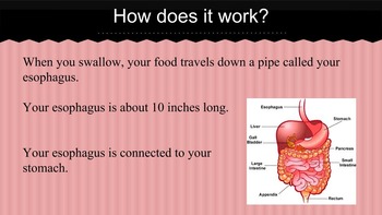 Preview of Digestive System Presentation, Notes, & Lab