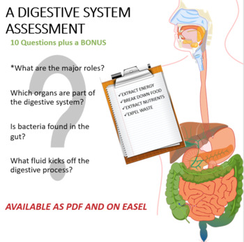 Preview of Digestive System Quiz