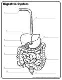 Digestive System (Blank and labeled diagram)