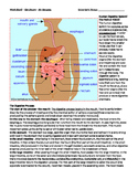 Digestive System Reading Comprehension