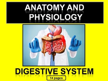 Preview of Digestive System Reading Comprehension Worksheet Human Anatomy