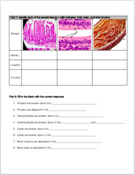 Digestive System Review Worksheet by Biology with Brynn and Jack
