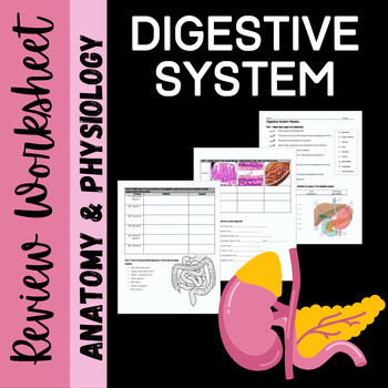 Preview of Digestive System Review Worksheet