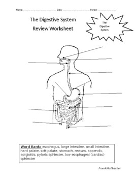 Digestive System Review Worksheet by FromRNtoTeacher | TPT