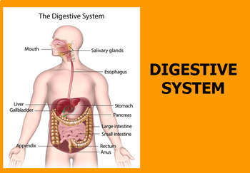 Preview of Digestive System Slide presentation, Study Guide & Test