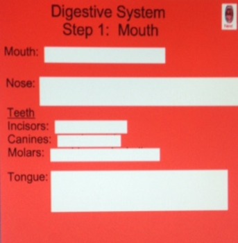 Preview of Digestive System Smart Board Lesson