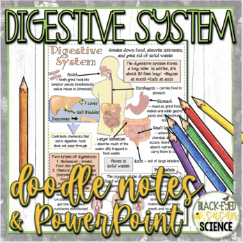 Preview of Digestive System Doodle Notes & Quiz + PowerPoint