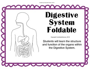 Preview of Digestive System Structure and Function Foldable