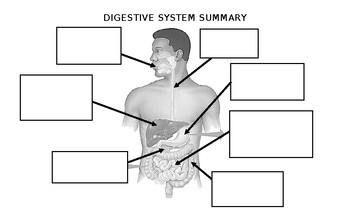 Preview of Digestive System Summary Diagram