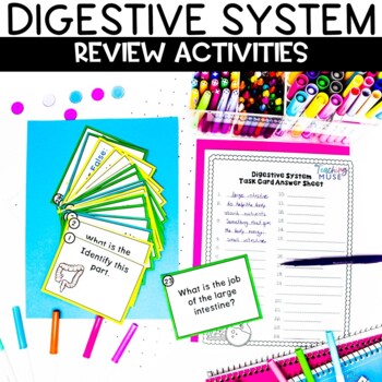 Preview of The Digestive System Activities