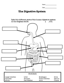 Digestive System Test by Andrew G | Teachers Pay Teachers