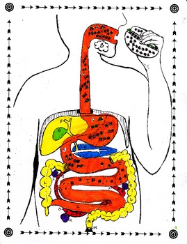 Digestive System Tour by Biology Buff | Teachers Pay Teachers