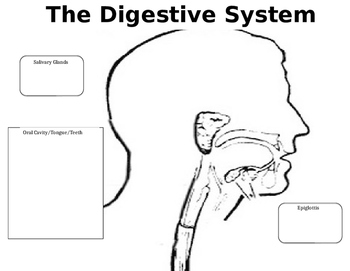 Preview of Digestive System Tri-Fold Labeling/Coloring