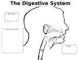 Digestive System Tri-Fold Labeling/Coloring