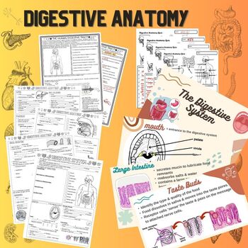 Preview of Digestive System Unit