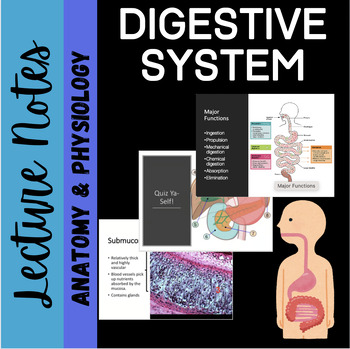 Preview of Digestive System Unit Notes