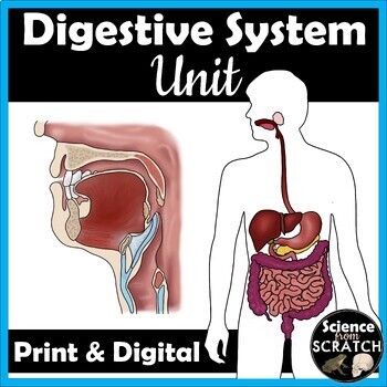 Preview of Digestive System Unit for Anatomy