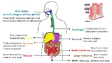Digestive System Unit (notes, foldables, assessment, writi