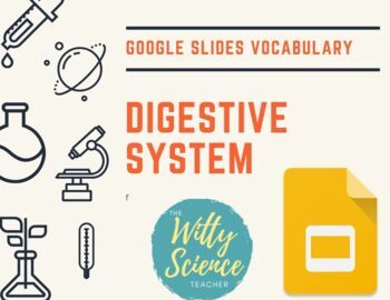 Preview of Digestive System Vocabulary Slides