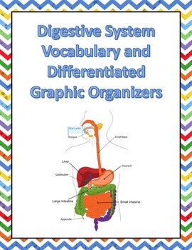 Preview of Digestive System Vocabulary and Graphic Organizers
