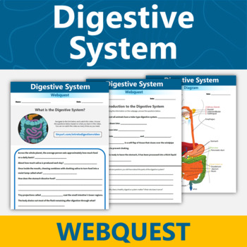 Preview of Digestive System Webquest - Human Body Systems Activity