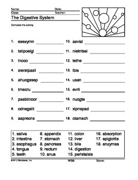 Digestive System Word Scramble Printable by Lesson Machine | TpT