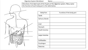 Preview of Digestive System Worksheet