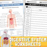 Digestive System Worksheet | Parts of the Digestive System